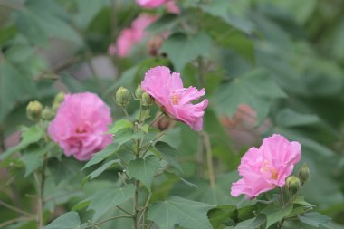 Ebegümeci mutabilis