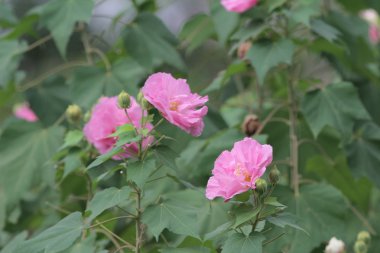 Ebegümeci mutabilis