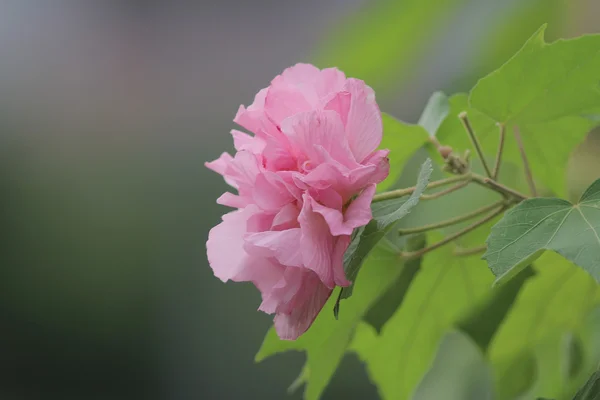 Гібіскус mutabilis — стокове фото