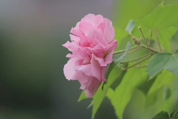 O hibisco mutabilis — Fotografia de Stock