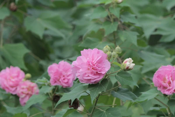 Hibiscus mutabilis — Stock fotografie