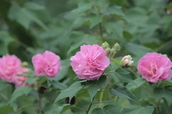 Гібіскус mutabilis — стокове фото