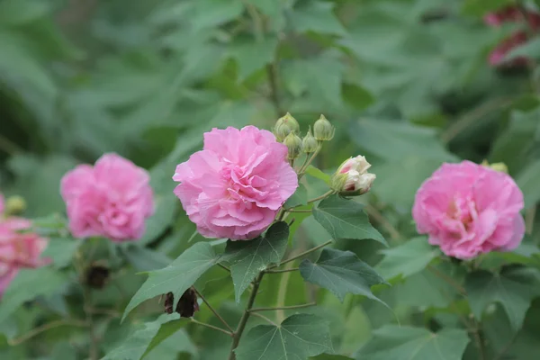 Гібіскус mutabilis — стокове фото