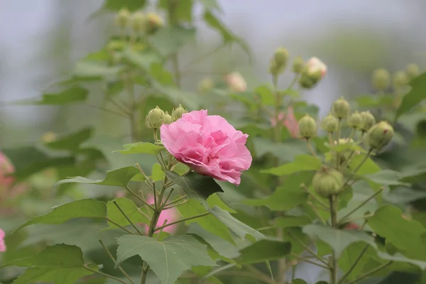 The hibiscus mutabilis — Stock Photo, Image