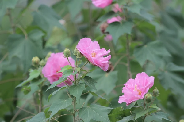 Hibiscus mutabilis — Stock fotografie