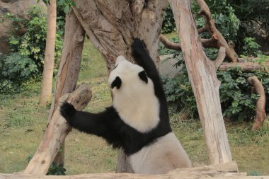 güzel panda rahatlatıcı Ocean Park