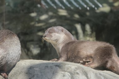 ıslak otter bir taş üzerinde duruyor