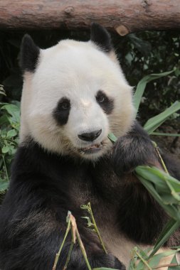 dev panda bambu yaprakları yiyor