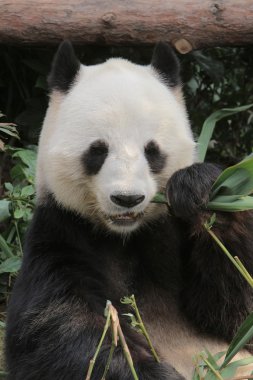 dev panda bambu yaprakları yiyor