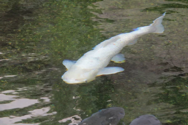 Koi yang indah di kolam pada taman tradisional — Stok Foto