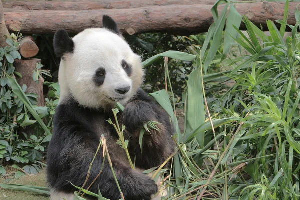 Giant panda eating bamboo leaves — Stock Photo, Image