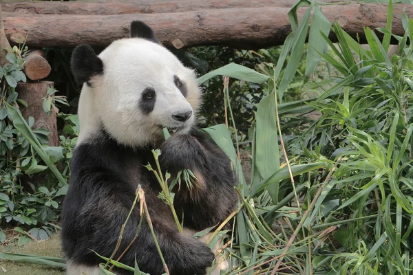ジャイアント パンダの笹の葉を食べる — ストック写真