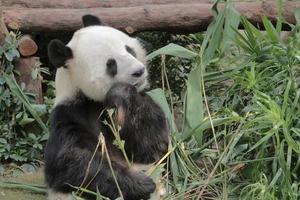 Panda gigante che mangia foglie di bambù — Foto Stock
