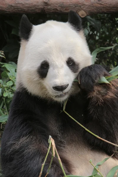 Panda gigante che mangia foglie di bambù — Foto Stock