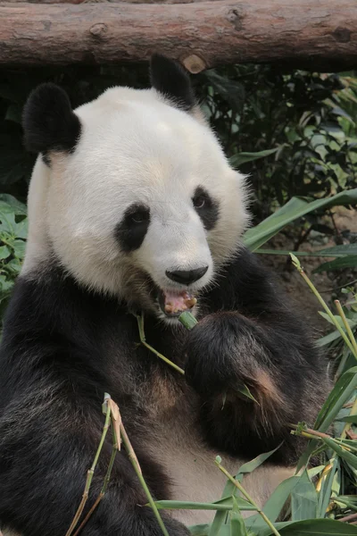 Panda gigante comendo folhas de bambu — Fotografia de Stock