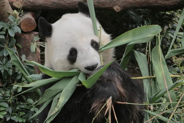 Giant panda eating bamboo leaves — Stock Photo, Image