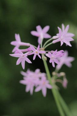  Vahşi vahşi küçük mor çiçekler