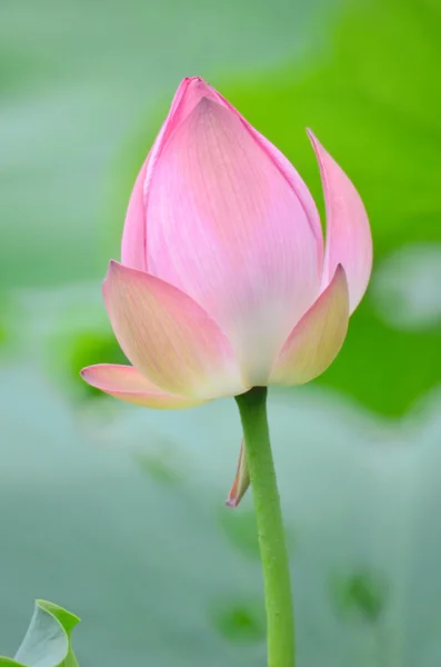 Flor flor de loto y plantas de flor de loto — Foto de Stock