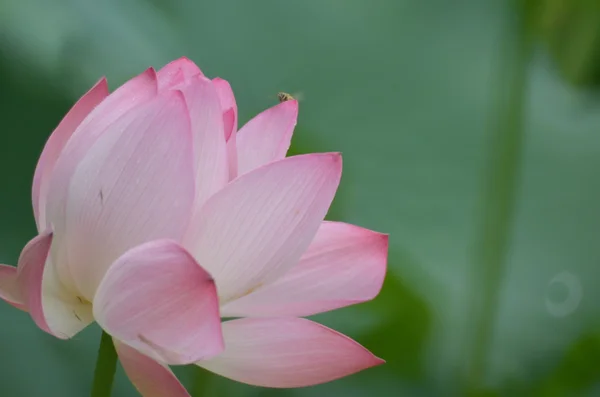 Bloeiende lotusbloem en Lotus bloem planten — Stockfoto