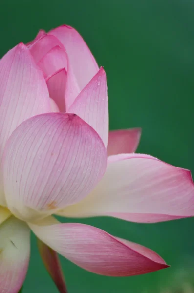 Цветок лотоса и цветы лотоса — стоковое фото