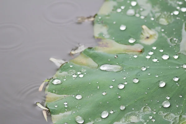 Punto d'acqua a Lotus lasciare — Foto Stock