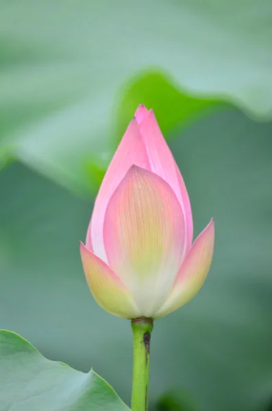 bloom lotus with leaf in summer