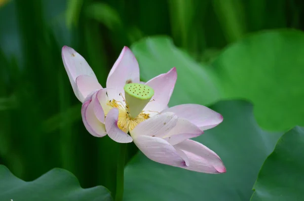 bloom lotus with leaf in summer