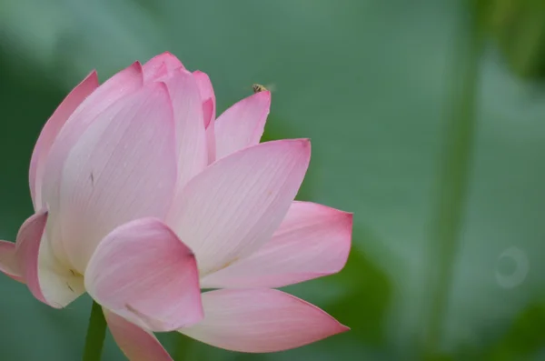 Flor flor de loto y plantas de flor de loto —  Fotos de Stock