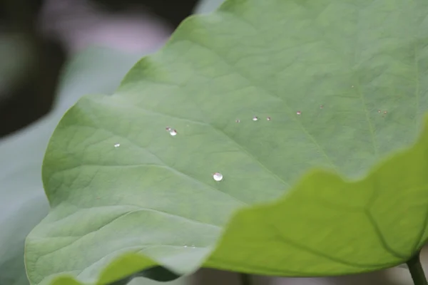 Punto d'acqua a Lotus lasciare — Foto Stock