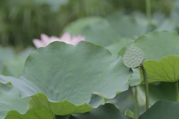 Flor de lótus e plantas de flor de lótus — Fotografia de Stock