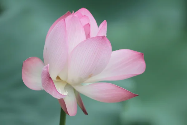 Lotusbloem en lotus bloem planten — Stockfoto