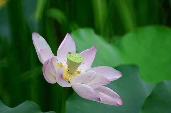 Lotusbloem en lotus bloem planten — Stockfoto