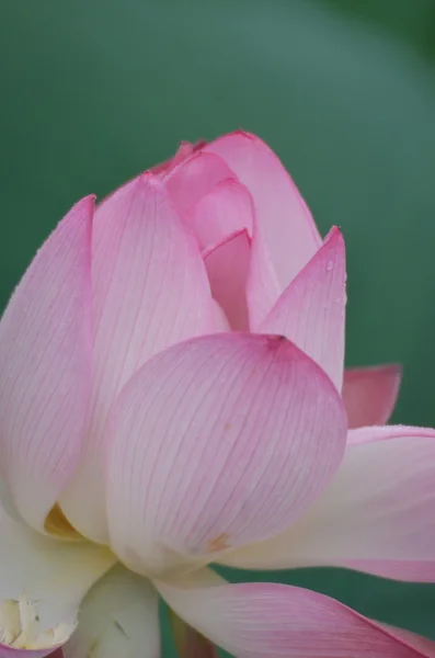 Lotusblomma och lotus blomma växter — Stockfoto