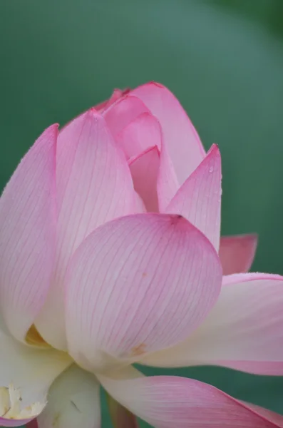 Lotusbloem en lotus bloem planten — Stockfoto