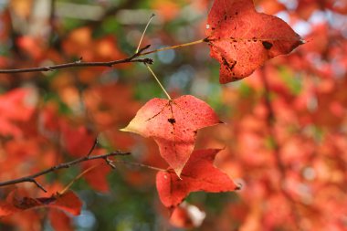 Kızıl gökyüzü, kau tam teknik destek, Hong Kong bırakır