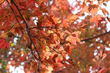 Kızıl gökyüzü, kau tam teknik destek, Hong Kong bırakır