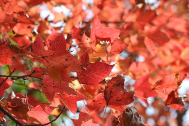 Kızıl gökyüzü, kau tam teknik destek, Hong Kong bırakır