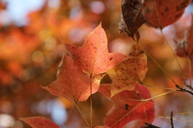 Kızıl gökyüzü, kau tam teknik destek, Hong Kong bırakır