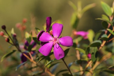 Tibouchina semidecandra çiçek resim