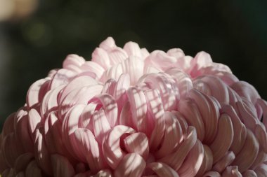 Kasımpatı çiçeği