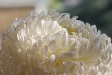 Kasımpatı çiçeği