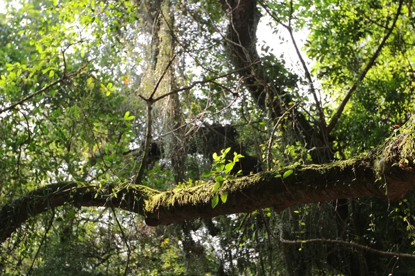 Plover Cove Country Park, Sam A Chung, Χονγκ Κονγκ — Φωτογραφία Αρχείου