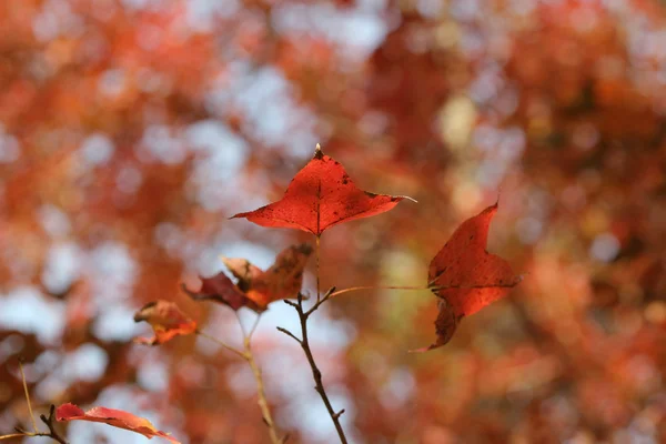 stock image Red leaves over the sky, kau tam tso, Hong Kong