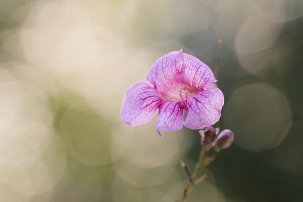 Розовый цветок петунии — стоковое фото