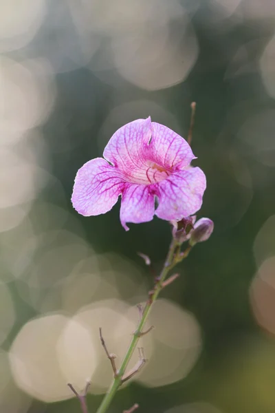 A pink petunia flower — Stock Photo, Image