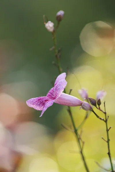 Une fleur de pétunia rose — Photo