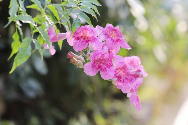 Uma flor de petúnia rosa — Fotografia de Stock