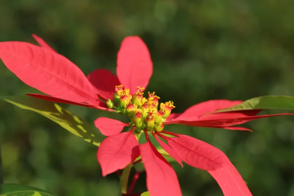 Una flor de Navidad sobre la naturaleza —  Fotos de Stock