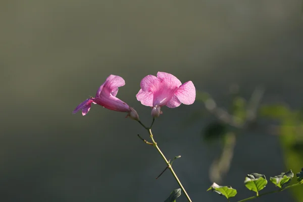 Une fleur de pétunia rose — Photo
