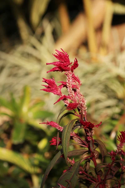 Belleza de la flor en el jardín — Foto de Stock